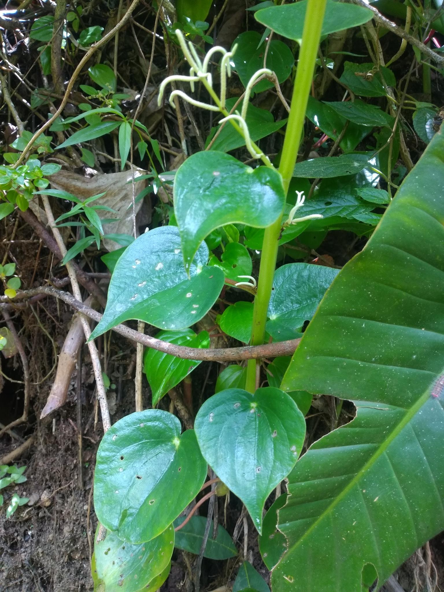 Peperomia polybotrya